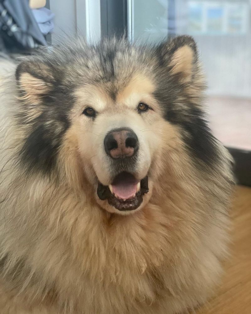 Alaskan Malamute