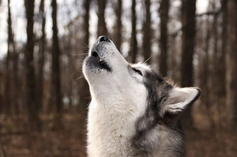 Alaskan Malamute