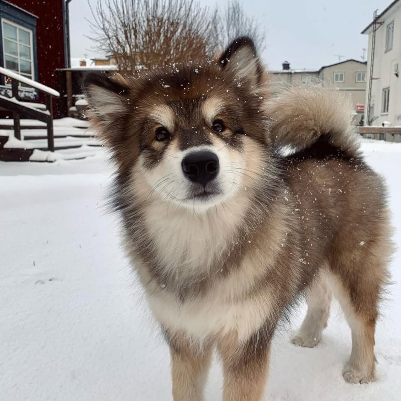 Alaskan Malamute