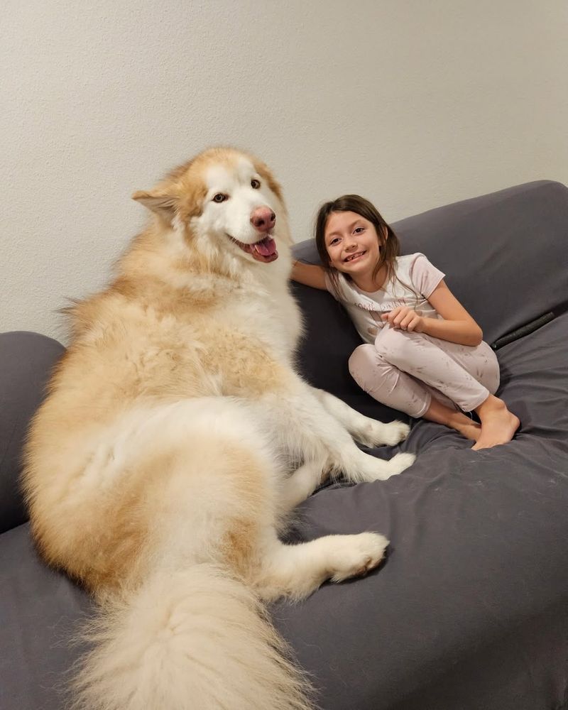 Alaskan Malamute