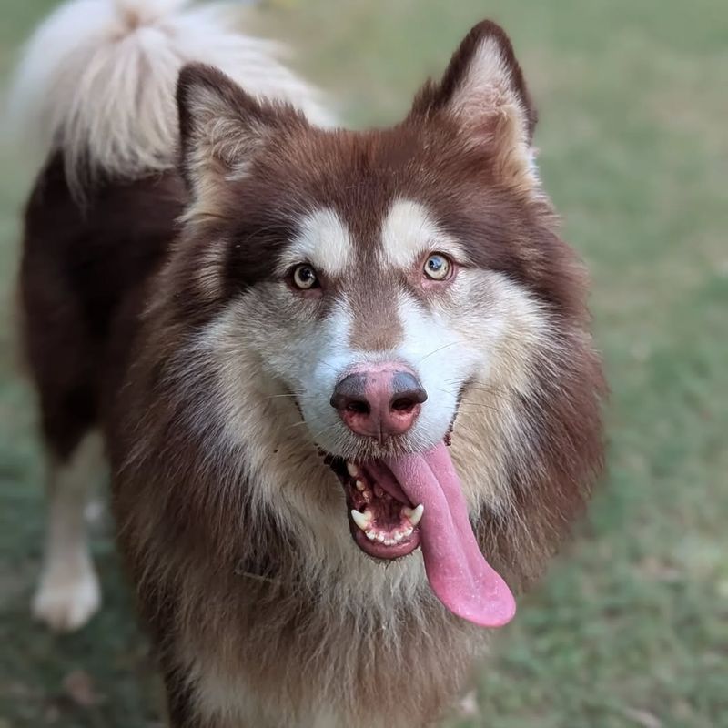 Alaskan Malamute