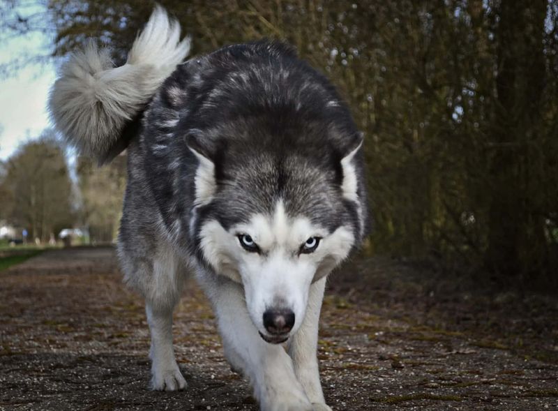 Alaskan Malamute