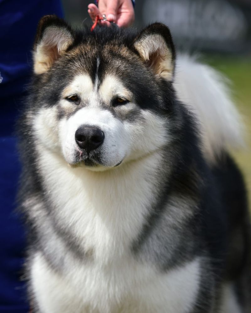 Alaskan Malamute