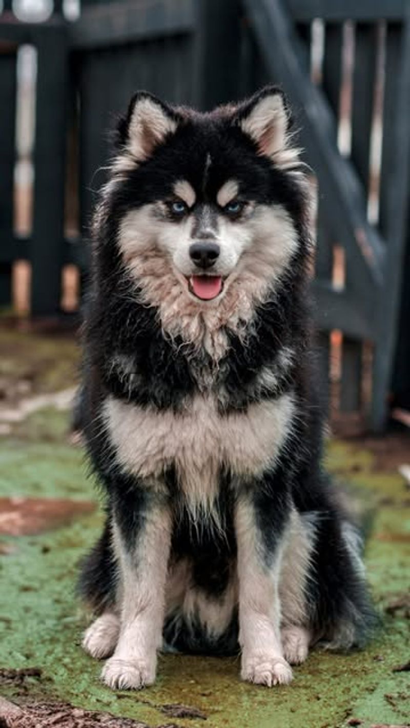 Alaskan Malamute