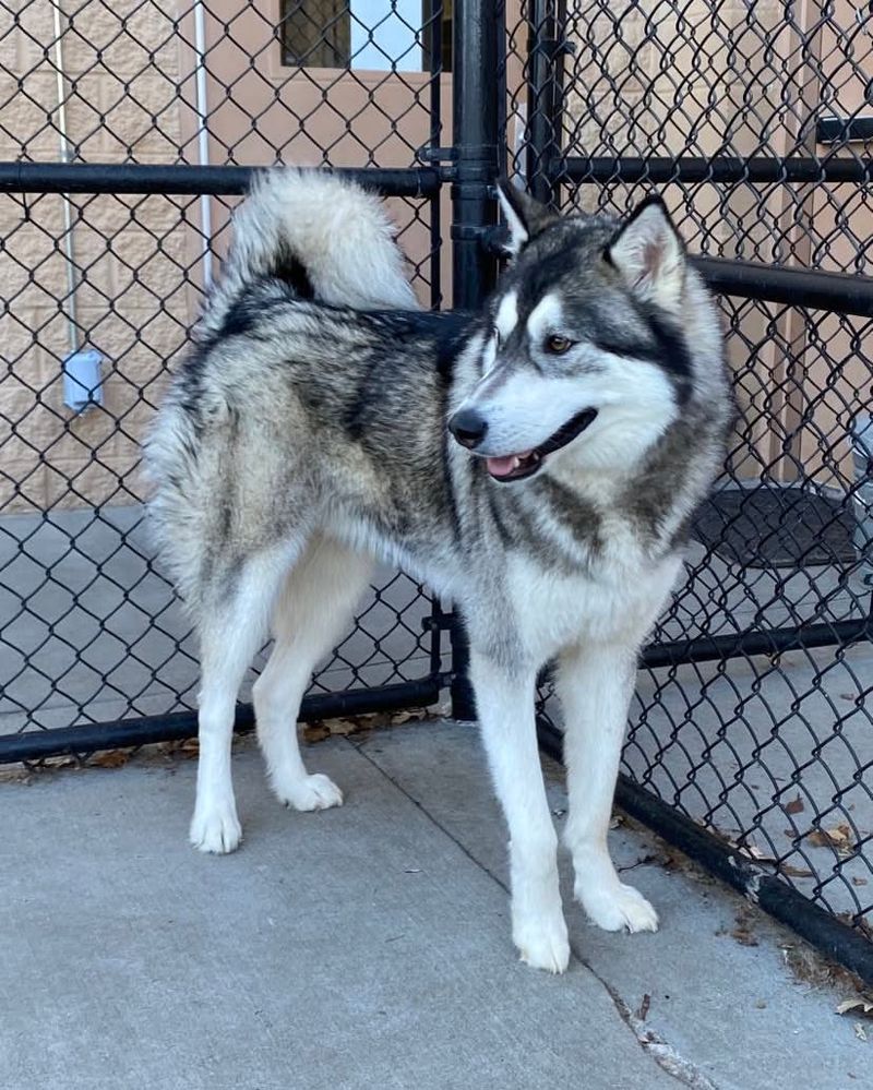 Alaskan Malamute