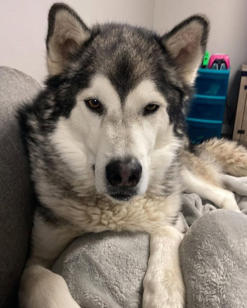 Alaskan Malamute