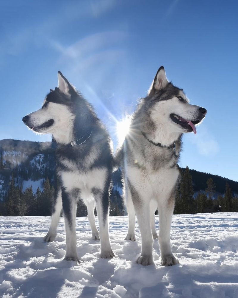 Alaskan Malamute