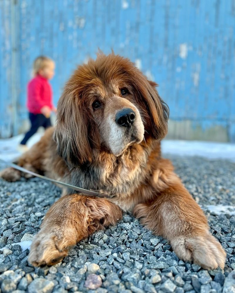 Tibetan Mastiff