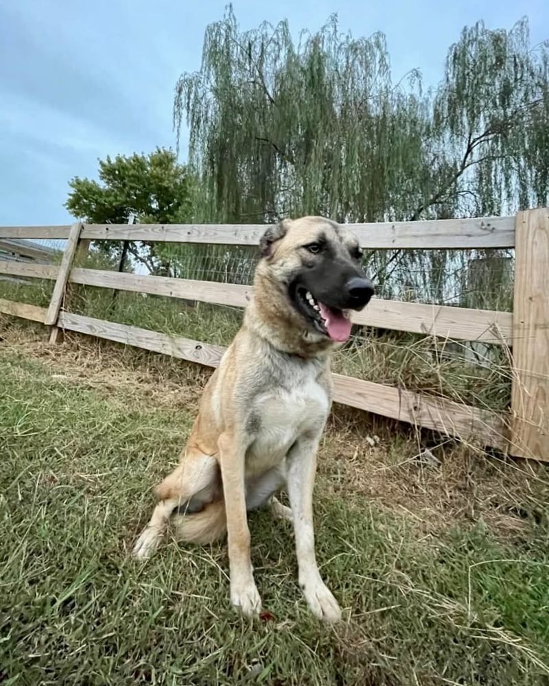 Anatolian Shepherd Dog