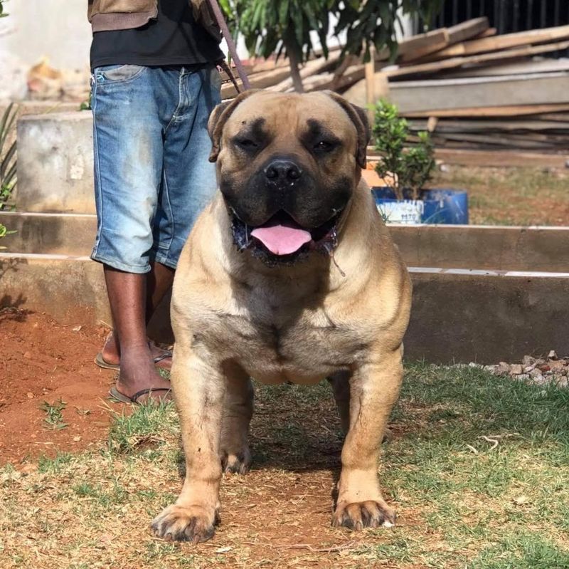 Boerboel