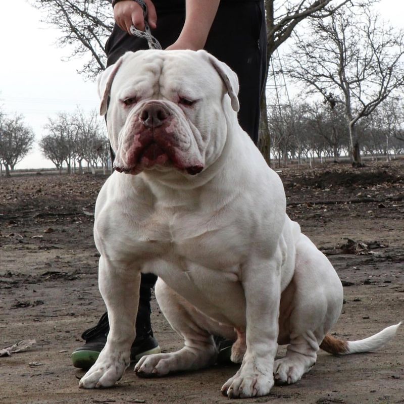 American Bulldog