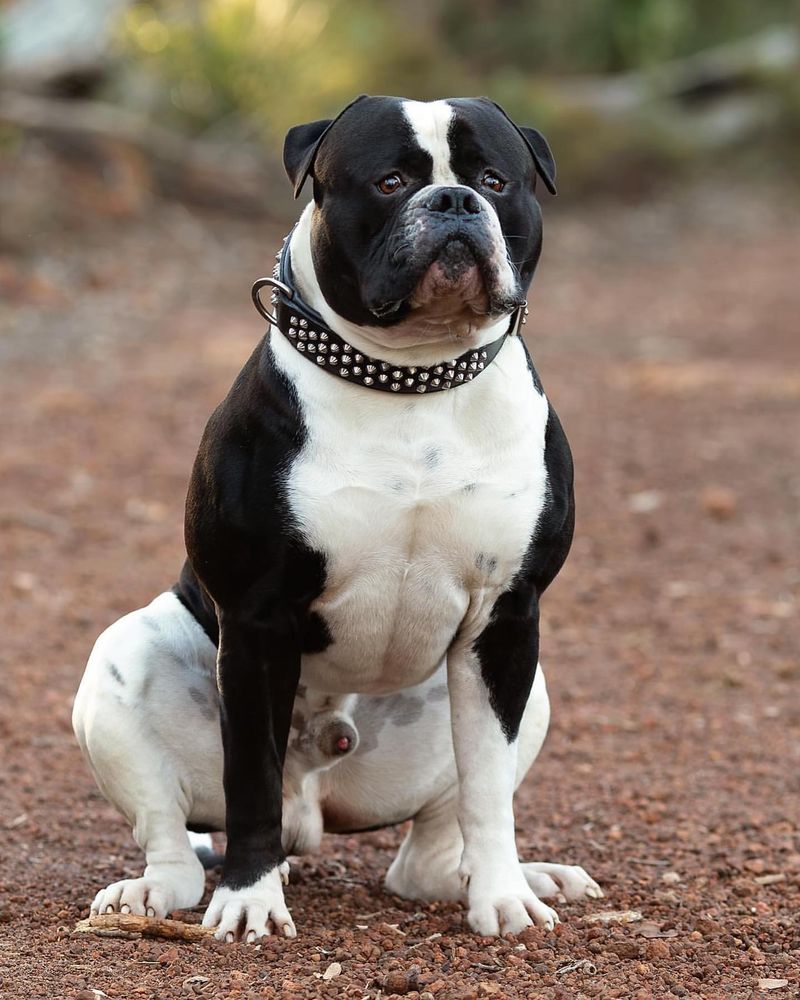 American Bulldog vs. Pit Bull Terrier: Key Differences