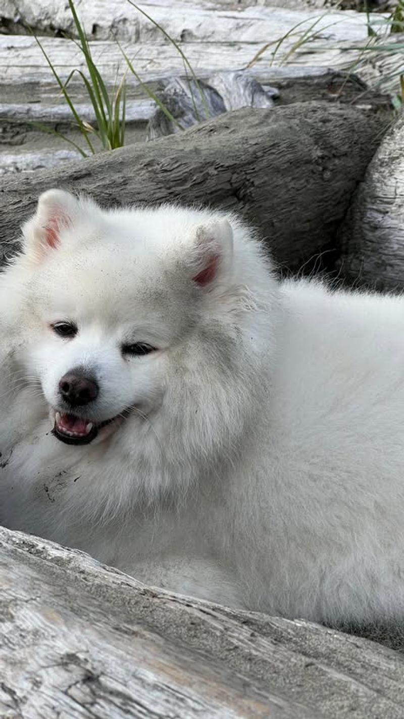 American Eskimo Dog