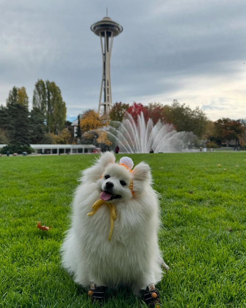 American Eskimo Toy