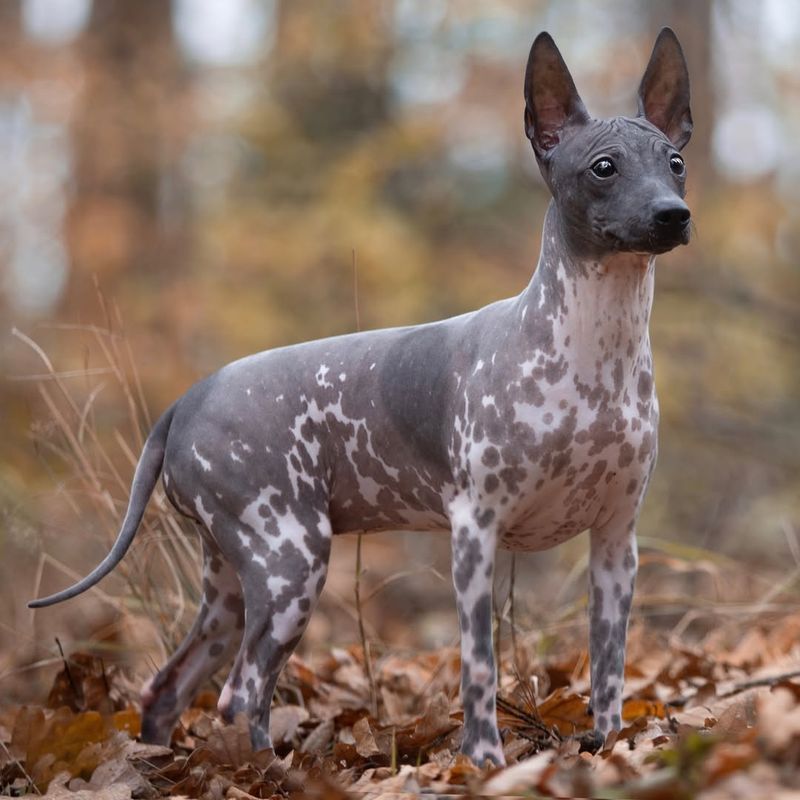 American Hairless Terrier