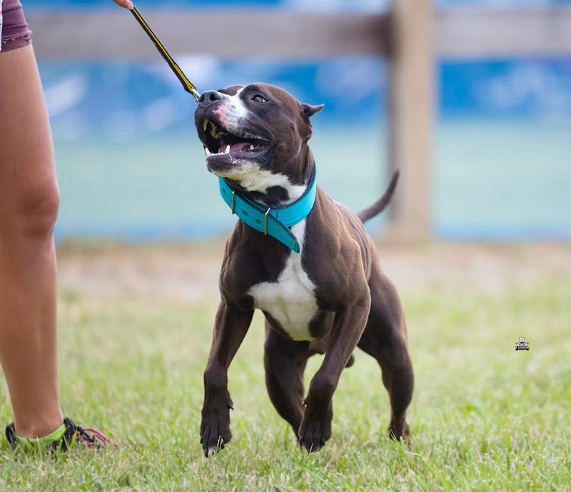 American Pit Bull Terrier