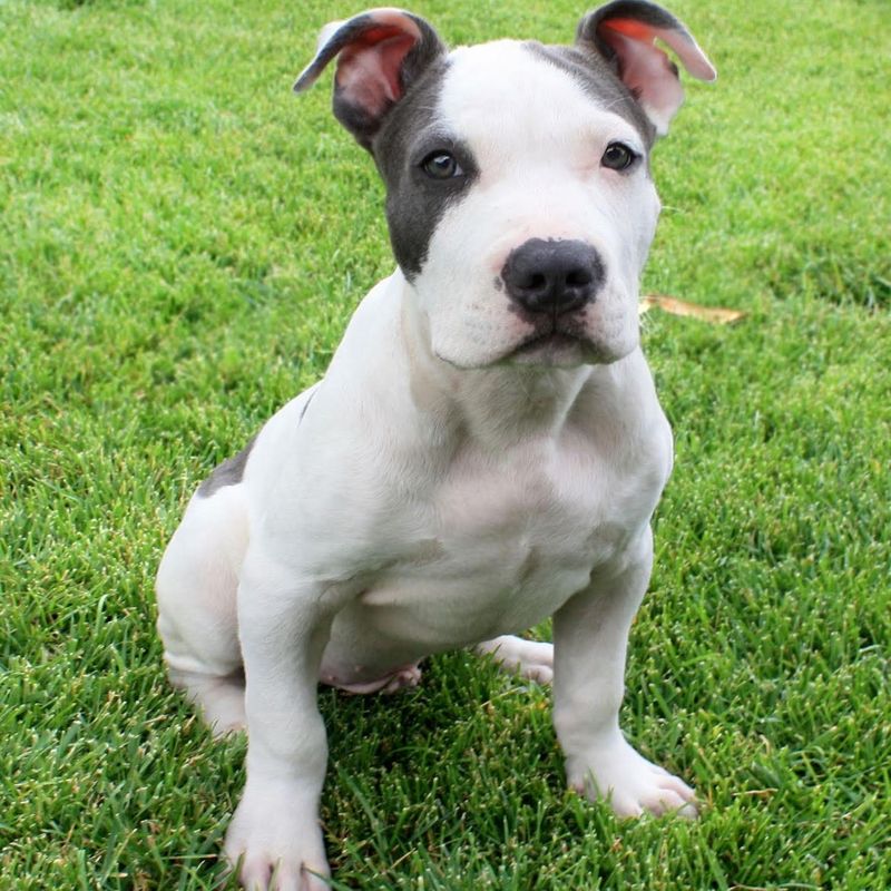 American Pit Bull Terrier