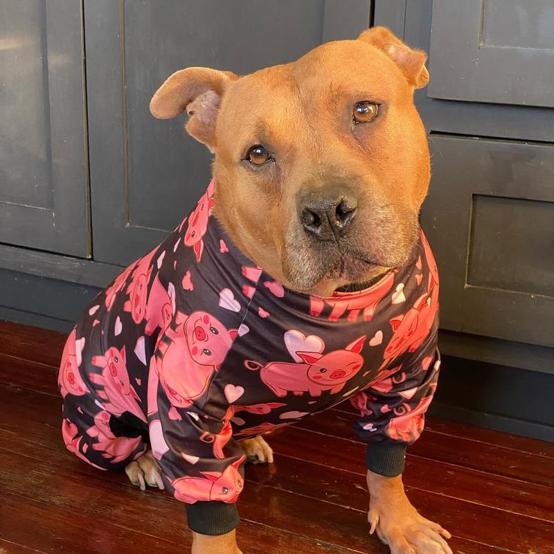 American Pit Bull Terrier