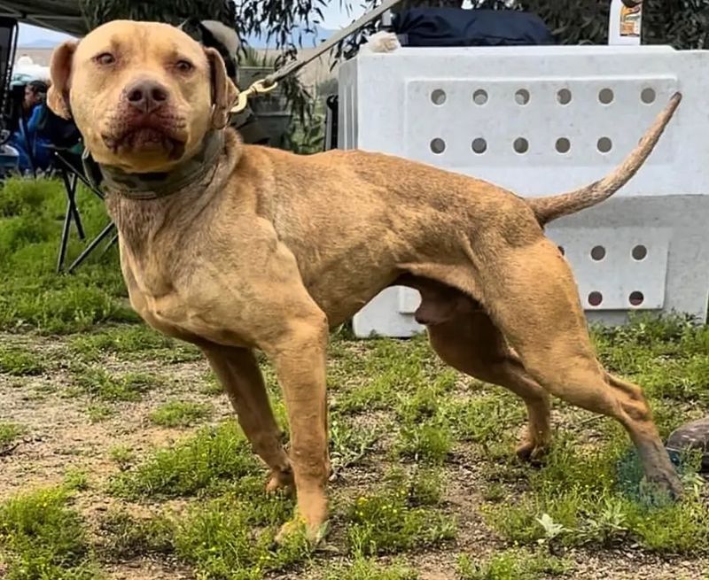 American Pit Bull Terrier