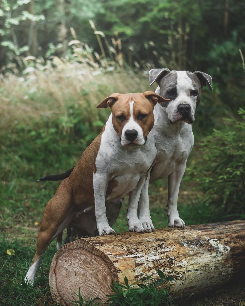 American Staffordshire Terrier