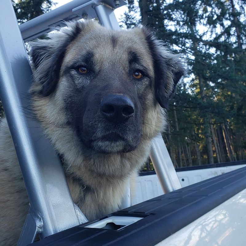 Anatolian Shepherd