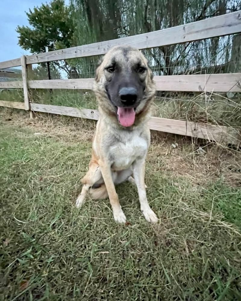 Anatolian Shepherd