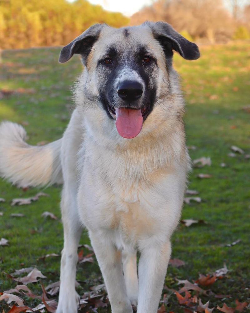 Anatolian Shepherd Dog