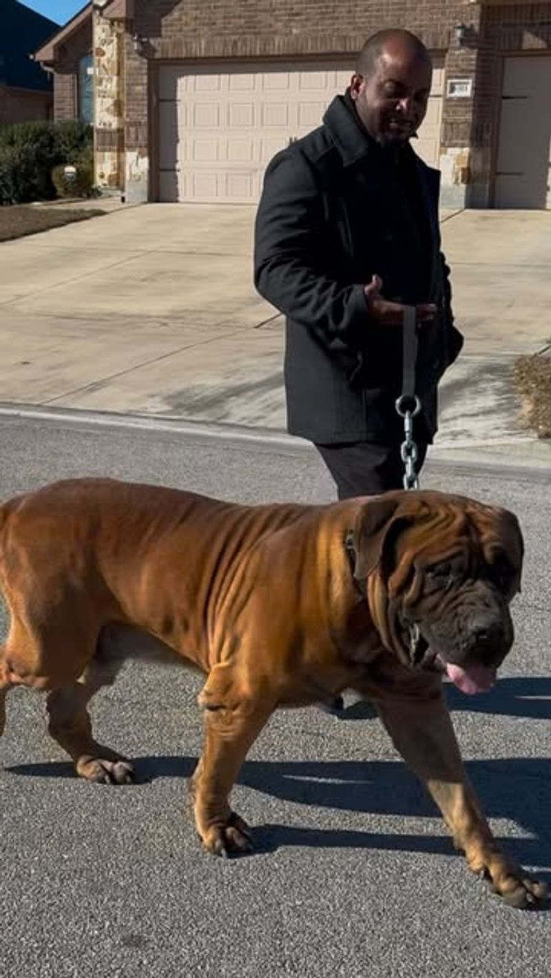 Boerboel