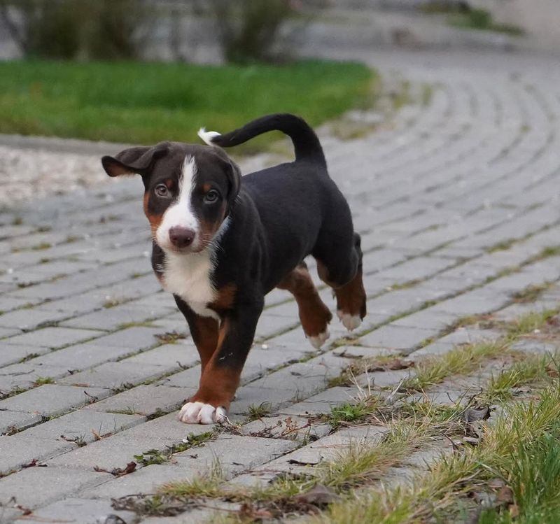 Appenzeller Sennenhund