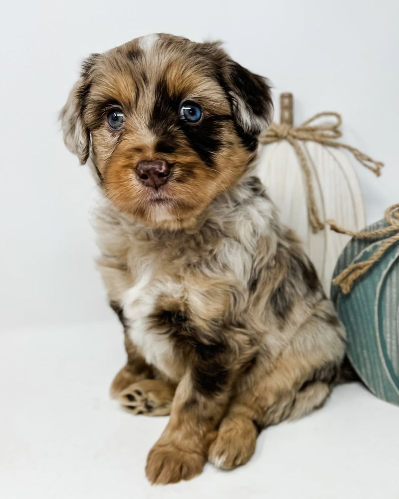 Aussiedoodle