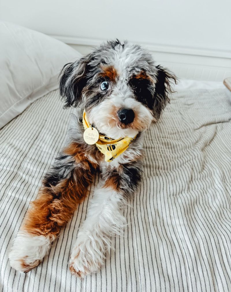 Aussiedoodle