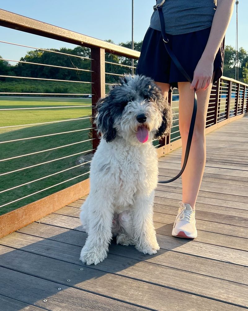 Aussiedoodle