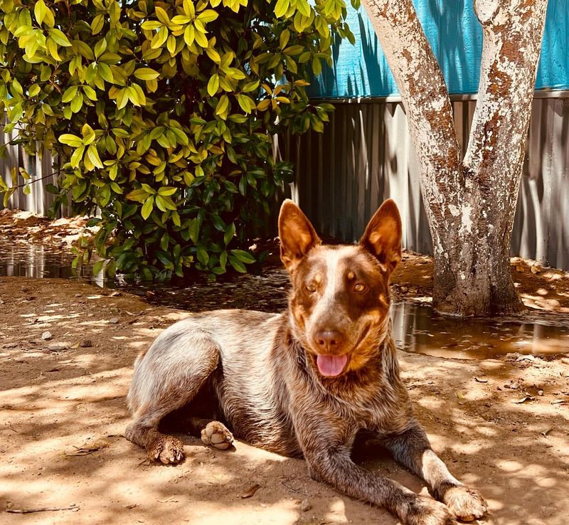 Australian Cattle Dog