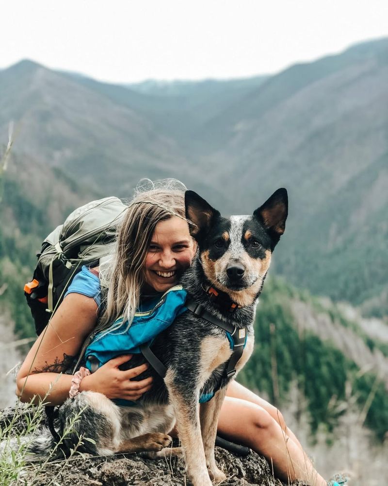 Australian Cattle Dog