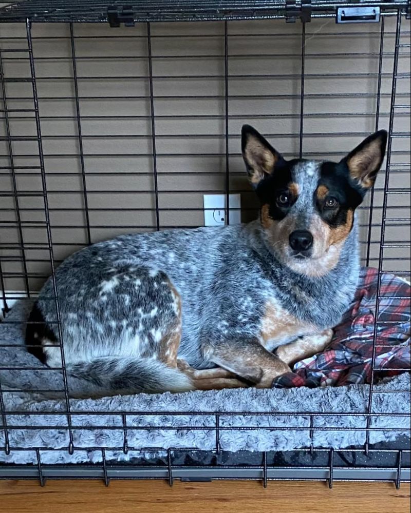 Australian Cattle Dog