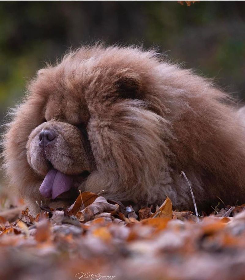 Chow Chow