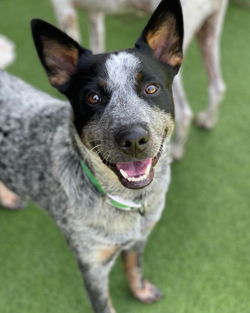 Australian Cattle Dog