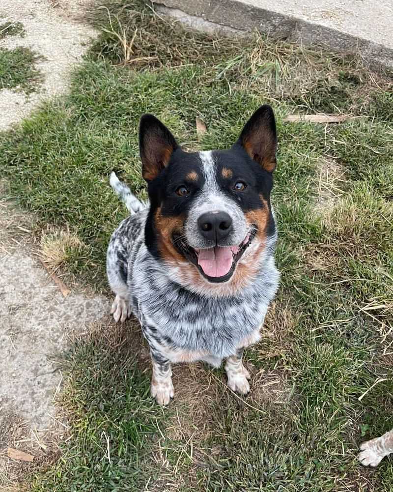 Australian Cattle Dog