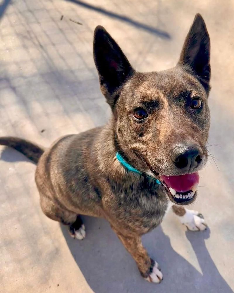 Australian Cattle Dog