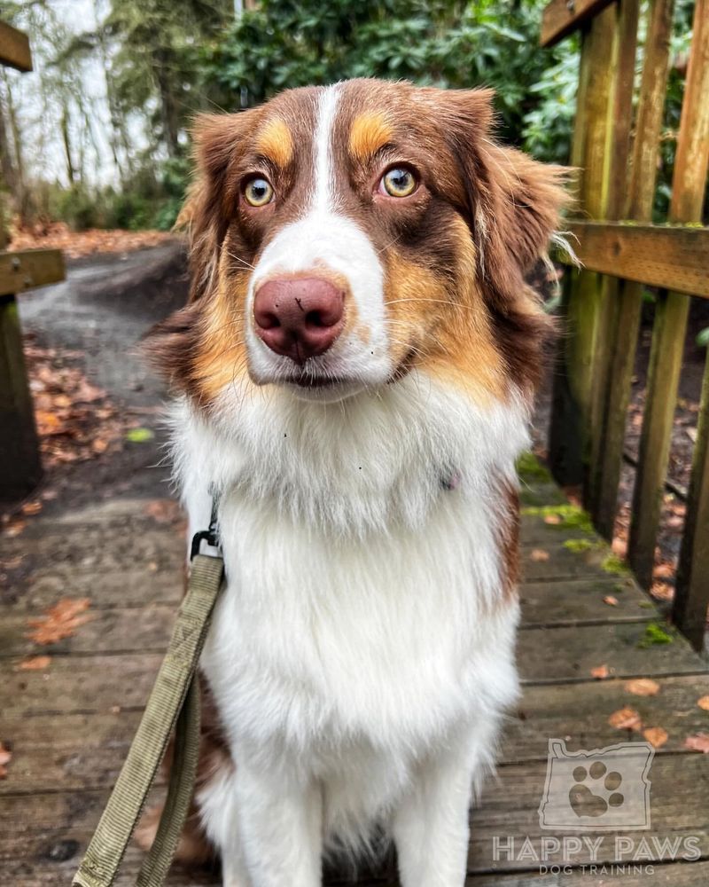 Australian Shepherd