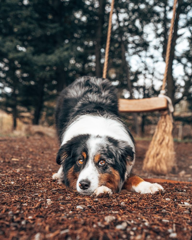 Australian Shepherd