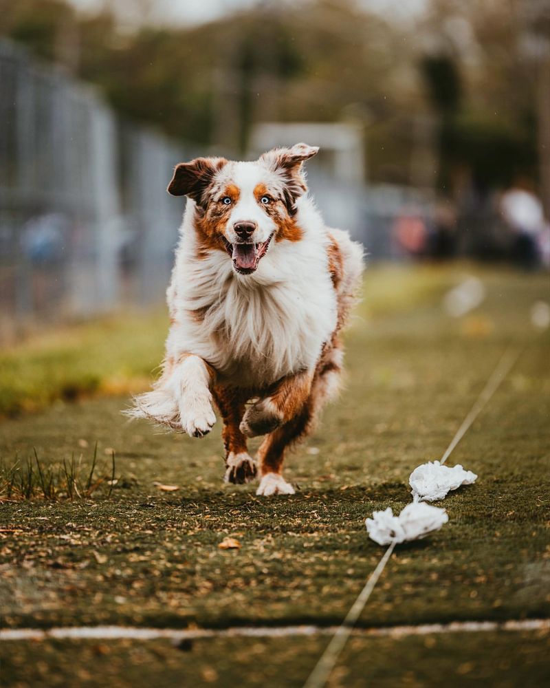 Australian Shepherd