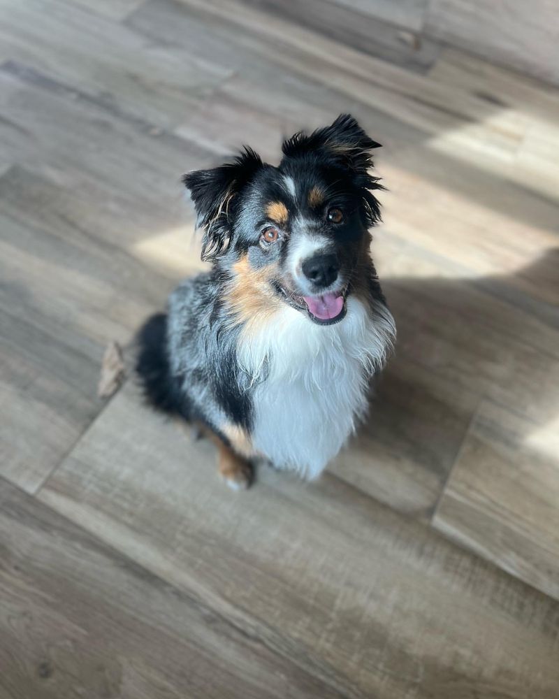 Australian Shepherd