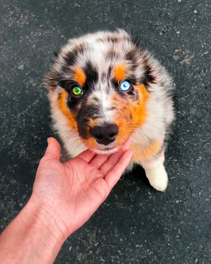 Australian Shepherd