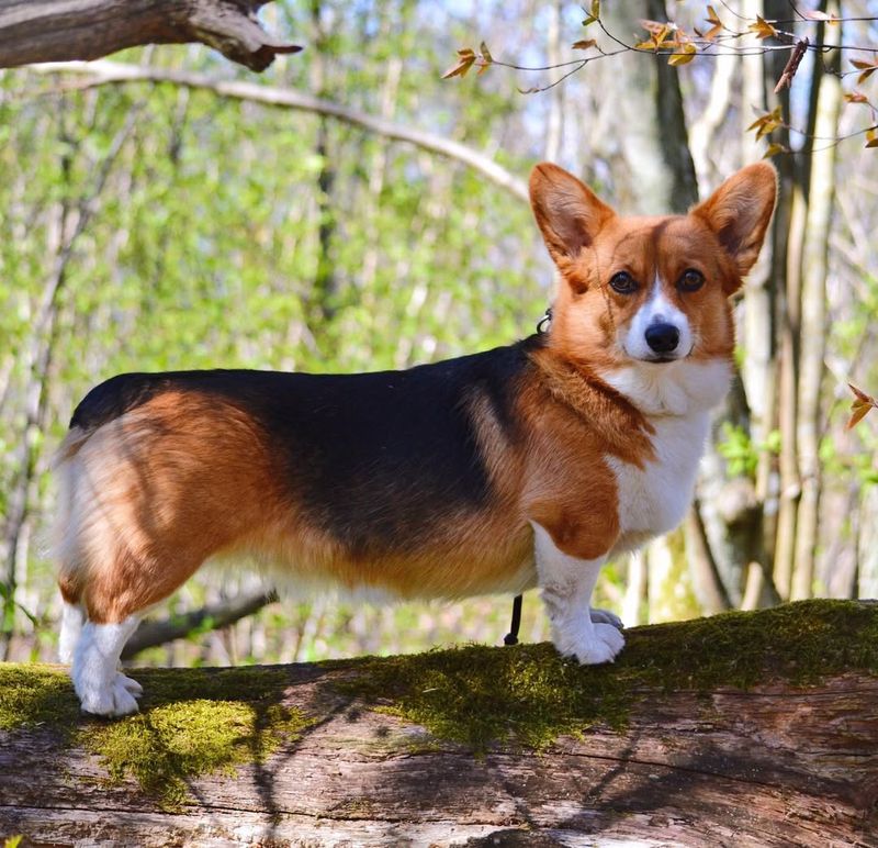 Pembroke Welsh Corgi