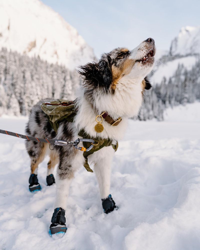 Australian Shepherd