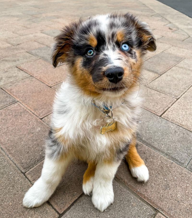 Australian Shepherd