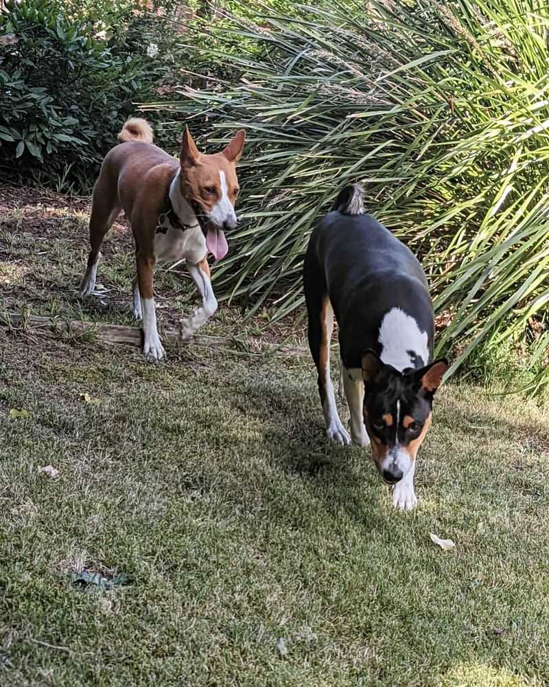 Basenji