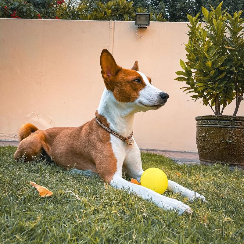 Basenji