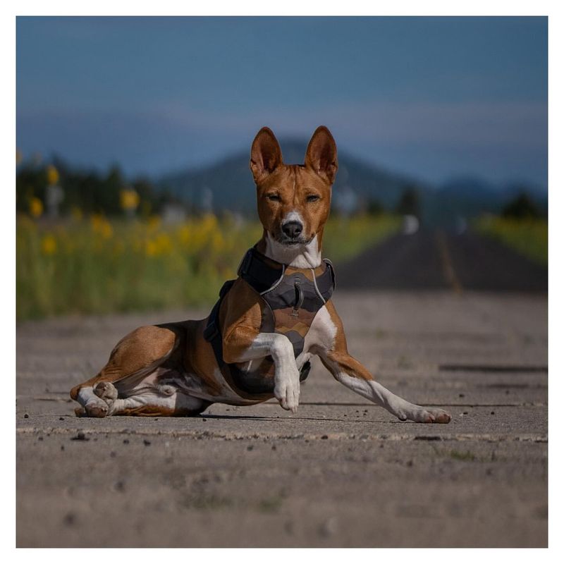 Basenji